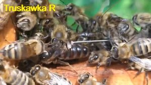 #Пчёлы. Тихая смена матки. Как понять что это не роение !!! Чем отличаются маточники тихой смены