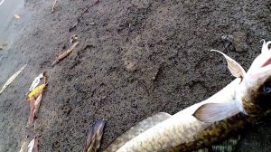 Рыбалка на налима. Проверка закидушек.