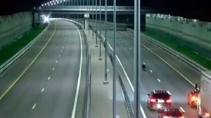 Медведь вышел на скоростную трассу М-11 и парализовал движение