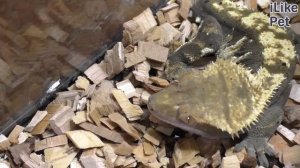 4 особенности содержания реснитчатого бананоеда