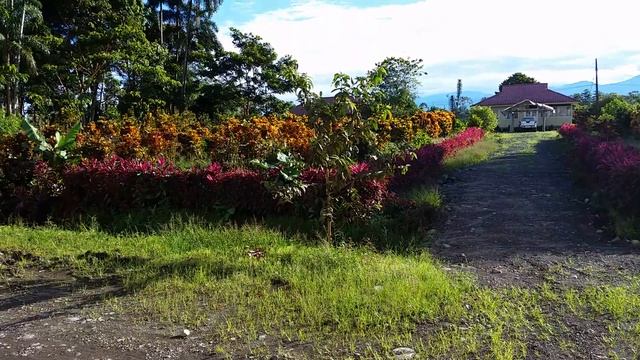 Как ферментируют чай на фабрике смотреть онлайн