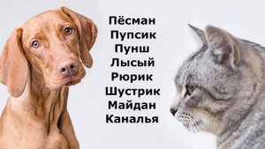 Прикольные, смешные клички (имена) для собак и кошек (мальчиков и девочек)