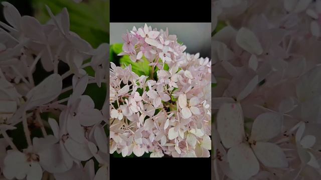 hydrangea love