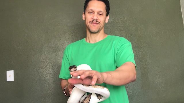 Adult Piebald ball python morph.