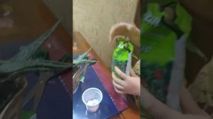 Как правильно посадить денежное дерево.