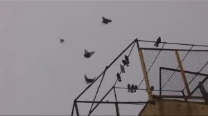 Николаевские голуби г.ОРЕЛ (89208032693)