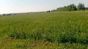 Второй укос клевера и люцерны   2021