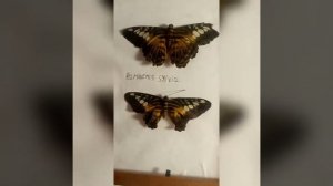 Делаю бабочек в рамке. Parthenos sylvia в рамке