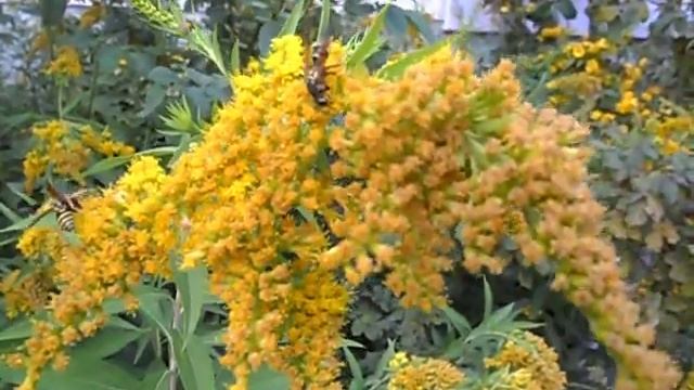 :::;;;- НЕ МИМОЗА ! НО ПОХОЖА ! ЖЁЛТЫЕ , ЦВЕТА СОЛНЦА РАСТЕНИЯ !-;;;:::-Filin Rezwiy-Video-*** смотреть онлайн