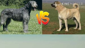 ИРЛАНДСКИЙ ВОЛКОДАВ ПРОТИВ АРМЯНСКОГО ВОЛКОДАВА!