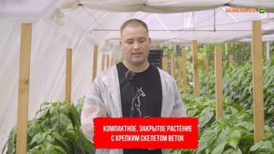 Перец Геркулес в теплице. Видео, фото, описание, характеристики