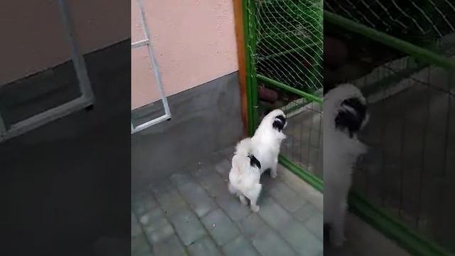 Японский хин
