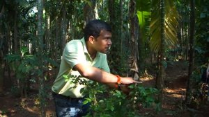 Самый острый перец, португальский чили, растет в Индии. Индийские специи.