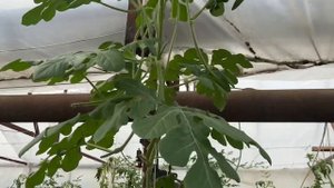 Арбузы в теплице, разные сорта и подвои