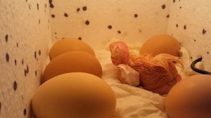 КТО ВЫЛУПИЛСЯ ИЗ ЯЙЦА? ПРОДОЛЖЕНИЕ ЭКСПЕРИМЕНТА