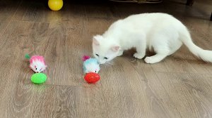 Котята играют с цветной плюшевой мышкой, которую купила мама.
