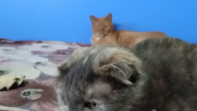 Кот: раб гладит другую кошку! смотреть онлайн