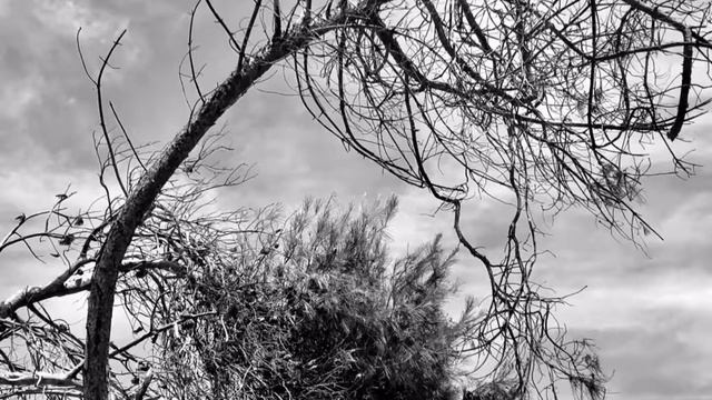 «Восточная» (моя мелодия) смотреть онлайн