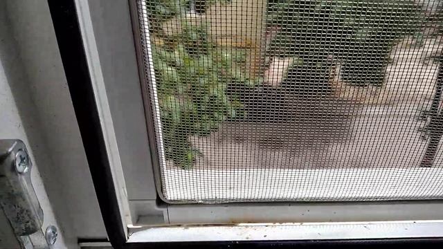 Воробей заглядывает в окно - подкорм мучниками смотреть онлайн