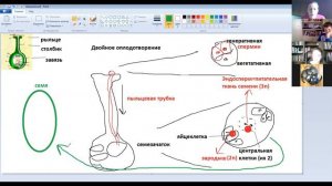 Двойное оплодотворение у покрытосеменных. Zoom урок в 6 классе.