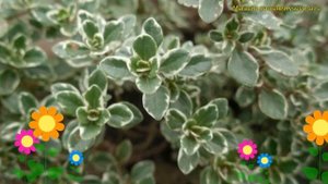 Тимьян (Чабрец) лимоннопахнущий Вариегата Ливз. Краткий обзор thymus citriodorus Variegated Leaves