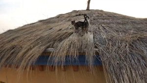 ТУНИС, остров ДЖЕРБА, обзор отеля CARIBBEAN WORLD DJERBA THALASSO 4*, отзывы