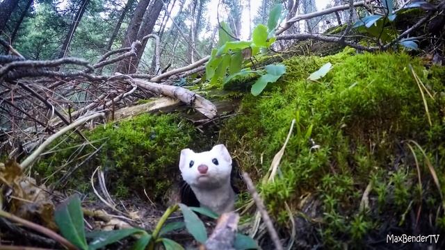 Белый Горностай смотреть онлайн