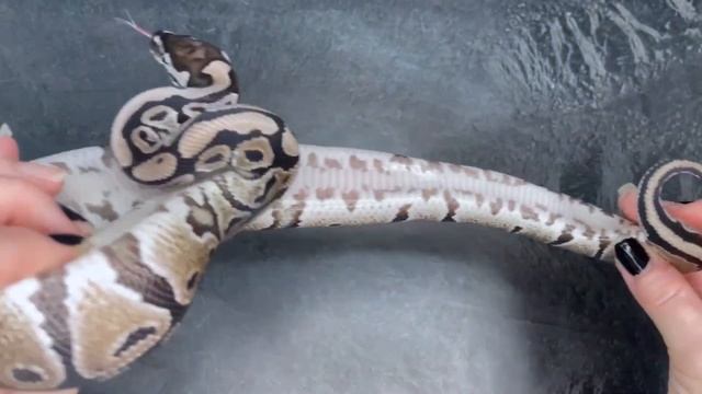 VPI Axanthic 100% double het Clown / Piebald Ball Python