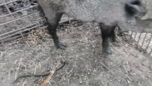 Все звери боятся гадюку. Поведение диких кабанов при встрече с гадюкой. 🐗VS🐍