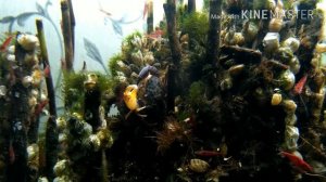 Как линяют креветки / shrimp