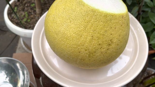 Помело / Citrus grandis