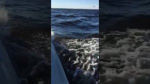 Bella 8001 гуляем потихоньку