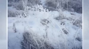 Зимним холодом пахнуло на поля и на леса...