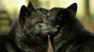 Почему волки так сильно ненавидят собак?