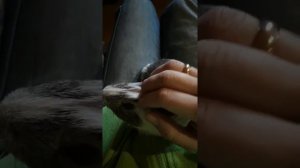 Морские свинки мурчат и свистят