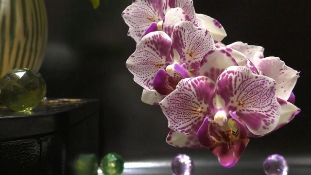 Встречаем орхидейную новинку! Phalaenopsis OX Madonna
