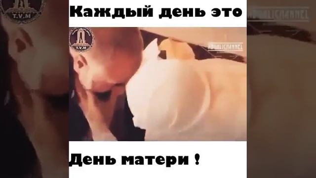 Мухаммад Хоблос о 8 марта в Исламе