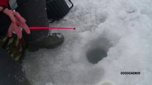 РЫБАЛКА. ОКУНЬ. Ловля окуня зимой на мормышку./Perch fishing in the winter