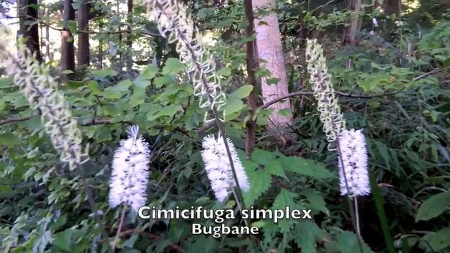 Japanese Flower Hunt:  Late Summer and Fall Flowers