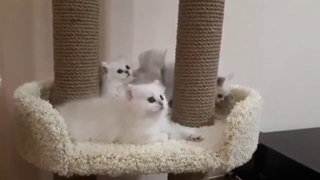 Котята на большой когтеточке смотреть онлайн