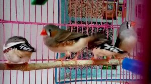 Как поют зебровые амадины