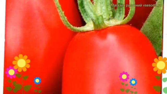 Томат обыкновенный Дамские пальчики. Краткий обзор, описание характеристик, где купить семена смотреть онлайн