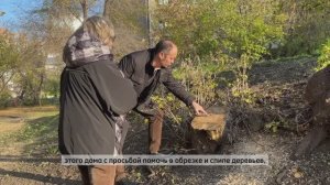 Обрезка и снос аварийных деревьев во дворе Шамшурина, 20, октябрь 2023г.