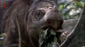 4 вида животных которые вымерли в 2019 году!