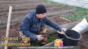 Как подготовить грядку для посадки озимого чеснока
