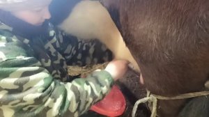 Продолжаем Запускать КОРОВУ/Ручная ДОЙКА/Грязное МОЛОКО!