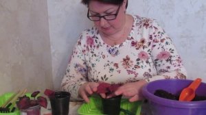 Бегония Королевская - черенкование, укоренение и пересадка. Когда, как и почему так.