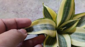 Plant Identification and Care: Sansevieria Plant /Snake Plant (Part I) @greenerypundit