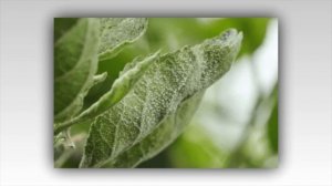 Мучнистая роса на растениях