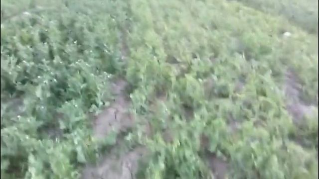 Полив гороха 28.05.2018